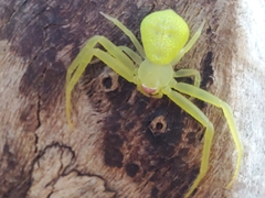 Arachnida