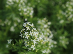 Galium mollugo