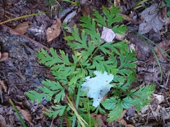 Dicentra eximia