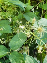 Clematis virginiana