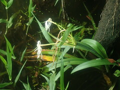 Hymenocallis