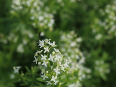 Galium mollugo