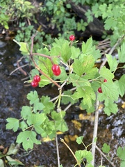 Ribes rubrum