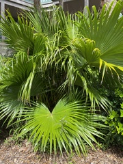 Livistona chinensis