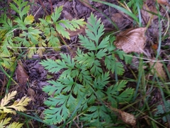 Dicentra eximia