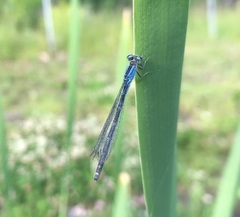 Ischnura pumilio