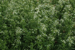 Galium mollugo