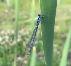 Ischnura pumilio
