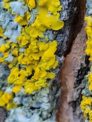 Xanthomendoza fallax