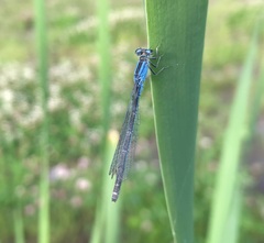 Ischnura pumilio