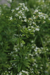 Galium mollugo