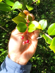 Myrcia citrifolia
