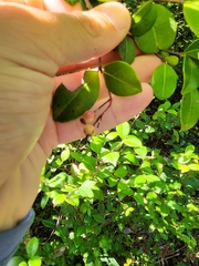 Myrcia citrifolia