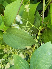 Clematis virginiana