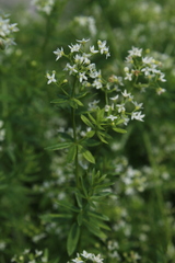 Galium mollugo
