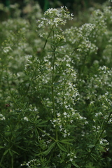 Galium mollugo