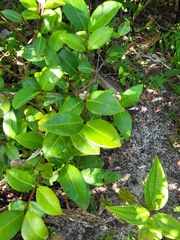 Myrcia citrifolia