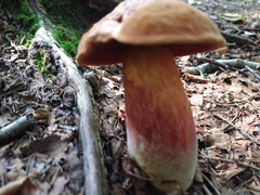 Neoboletus erythropus