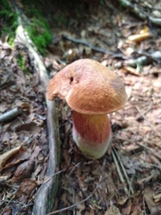 Neoboletus erythropus