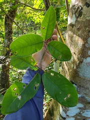 Ficus trigonata