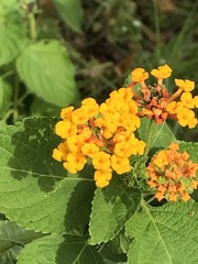 Lantana