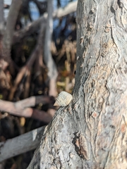 Cenchritis muricatus
