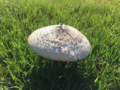 Chlorophyllum molybdites