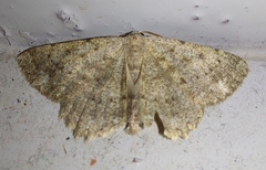 Dicrognophos sartata