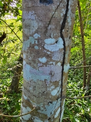 Ficus trigonata