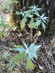 Artemisia douglasiana