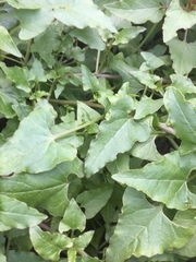 Patellifolia procumbens