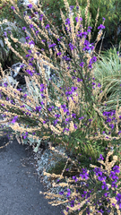Linaria purpurea