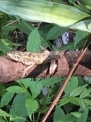 Calotes versicolor
