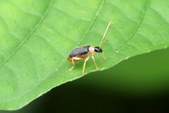 Trichobalya melanocephala