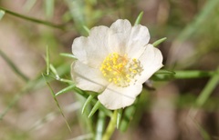 Portulaca suffrutescens