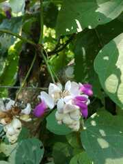 Canavalia septentrionalis