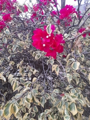 Bougainvillea