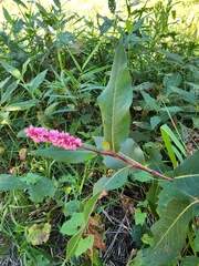 Persicaria amphibia