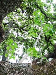 Pittocaulon praecox