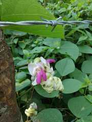 Canavalia septentrionalis