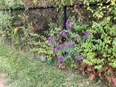 Symphyotrichum novae-angliae