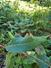 Persicaria amphibia
