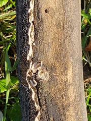 Peniophora albobadia