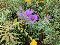 Symphyotrichum novae-angliae