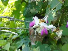 Canavalia septentrionalis