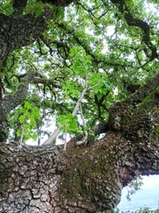 Pittocaulon praecox
