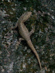 Gonatodes vittatus