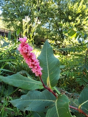 Persicaria amphibia