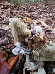 Asterophora parasitica