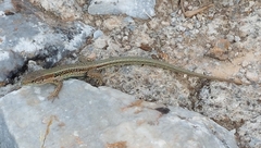 Podarcis cretensis